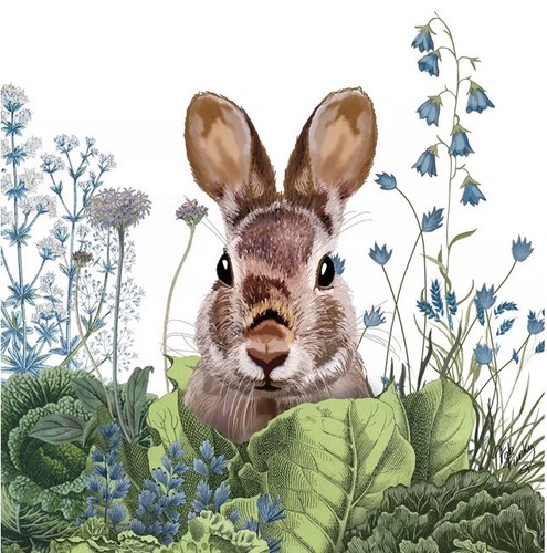 Bunny rabbit single - 2,