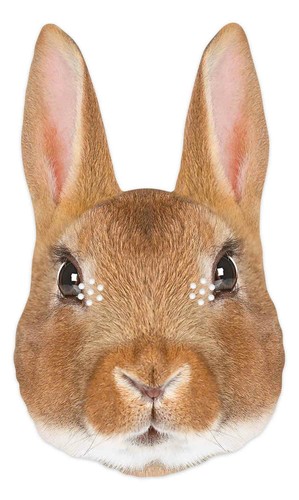 Rabbit animal single - 2d, card