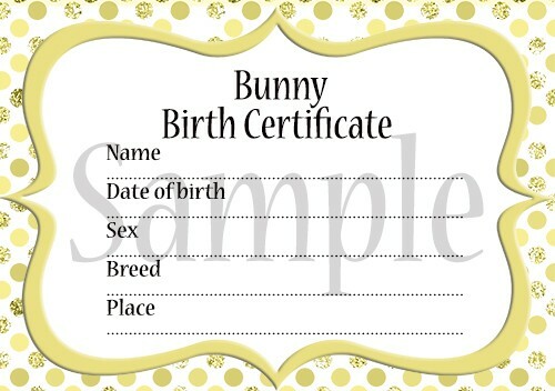 Rabbit bunny birth - bunny,